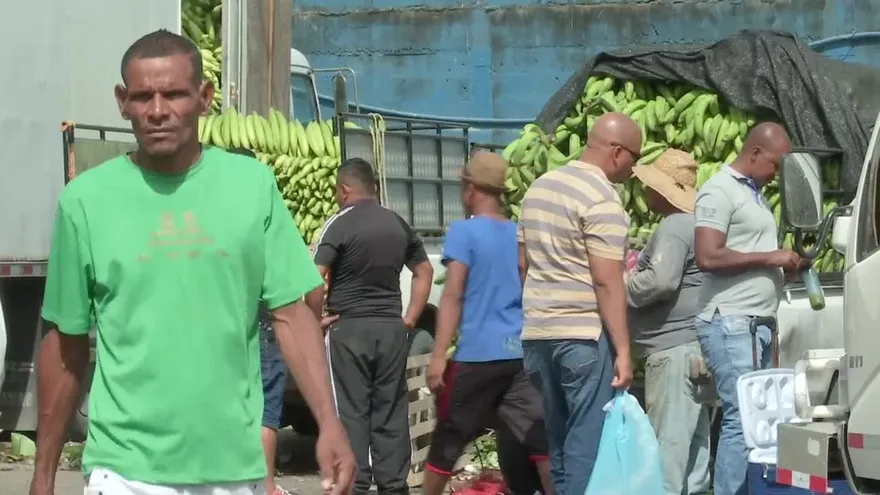 Prevén que el precio del plátano subirá