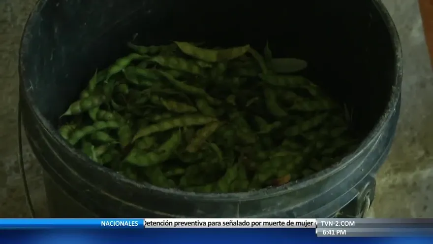 Baja producción de guandú para el 2017