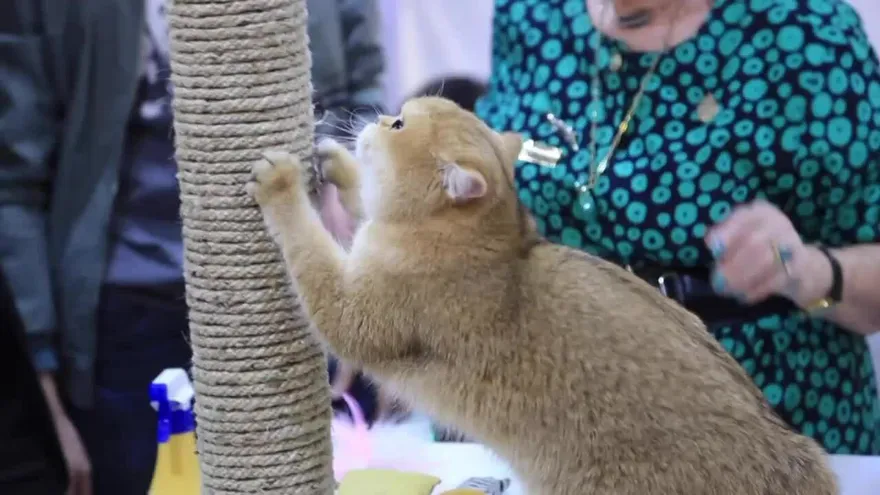 Primer concurso felino en Vietnam