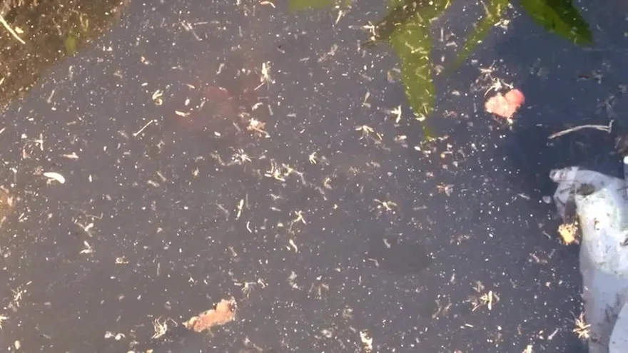 Minsa investiga posible muerte de dos personas por dengue