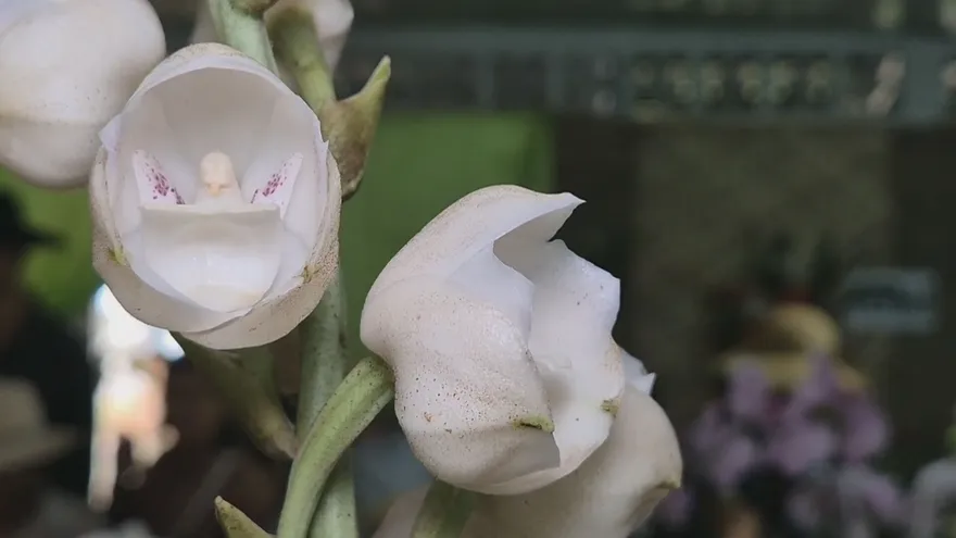 Las Minas cierra el Festival Nacional de la Flor del Espíritu Santo con desfile de carretas