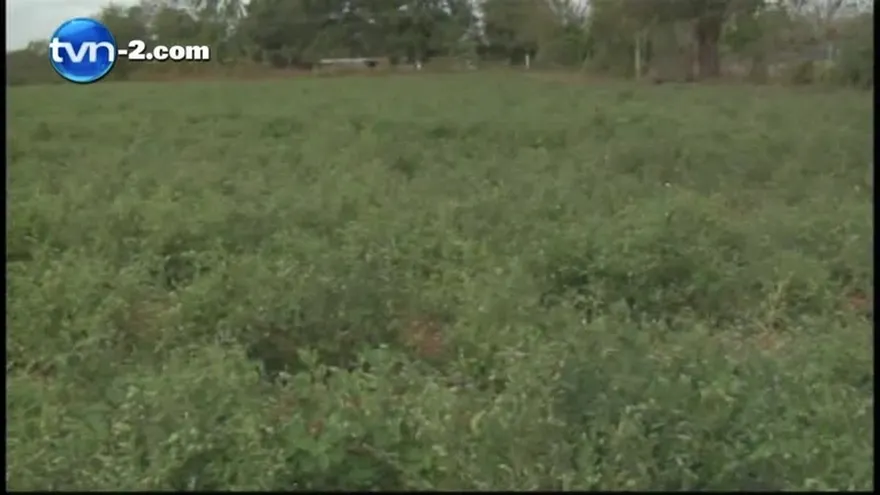 Virus que afecta a tomates causa pérdidas en Los Santos
