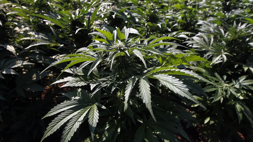 California, el estado más poblado de EE.UU., abre este 1 de enero de 2018 su mercado al comercio de la marihuana recreativa