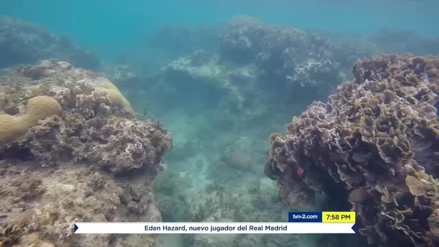 Mundo Verde: Los arrecifes: el inicio de la vida