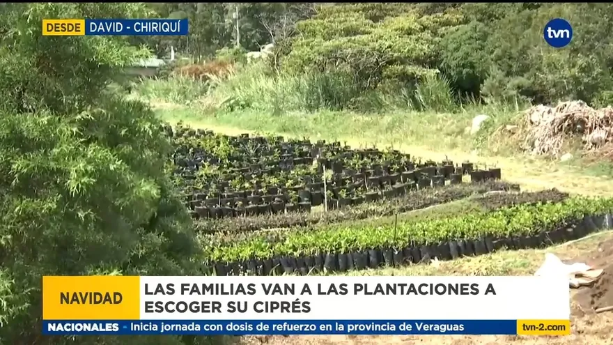 En las Tierras Altas de Chiriquí se cultivan arbolitos navideños