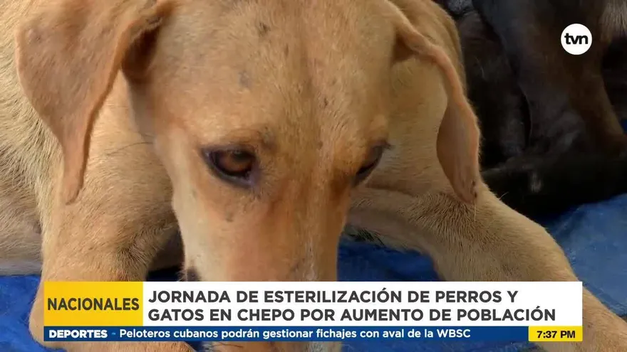 Jornada de esterilización de perros y gatos en Chepo