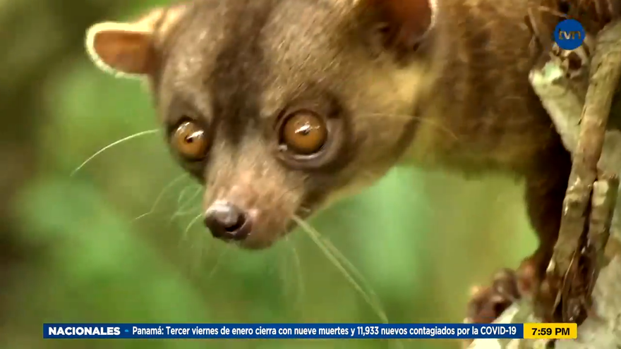 Mundo Verde: El Olingo