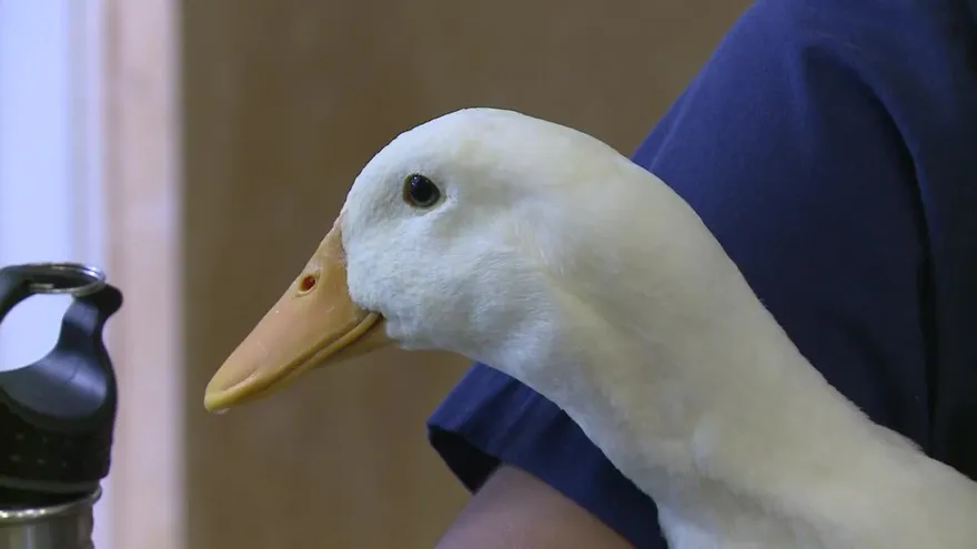 Refugio salva a aves en la jungla urbana de Nueva York