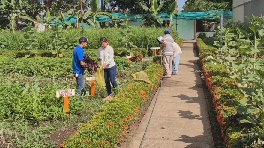 Cosecha de la Feria de David es entregada a entidades benéficas