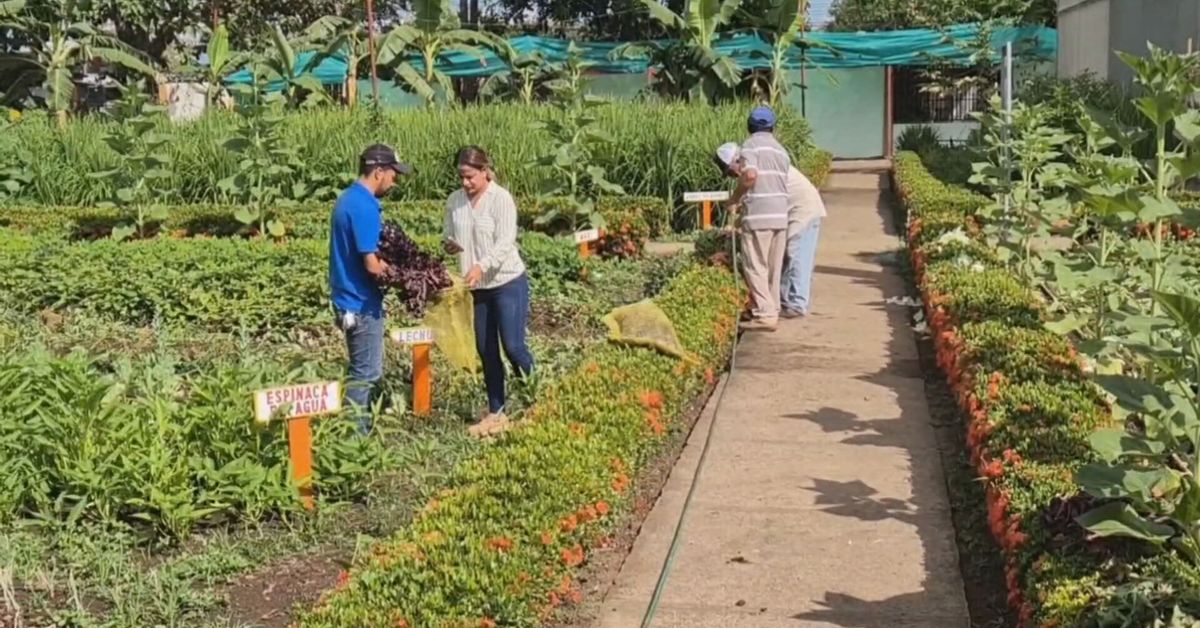 Feria Internacional de David dona cosecha a hogares y fundaciones tras exhibición