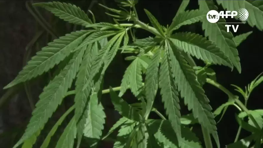 Sigue las discusiones por el proyecto de cannabis medicinal