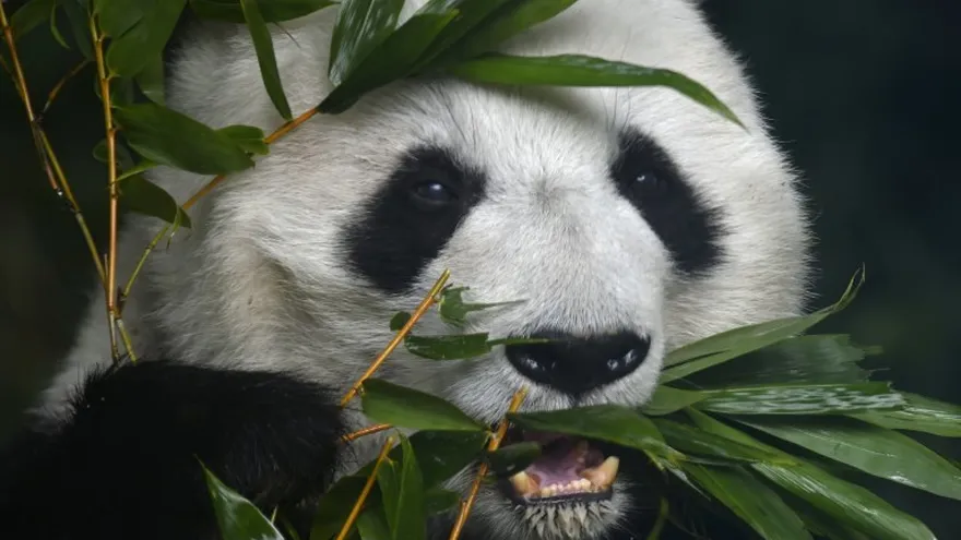 Los pandas son animales inmensamente respetados en China.