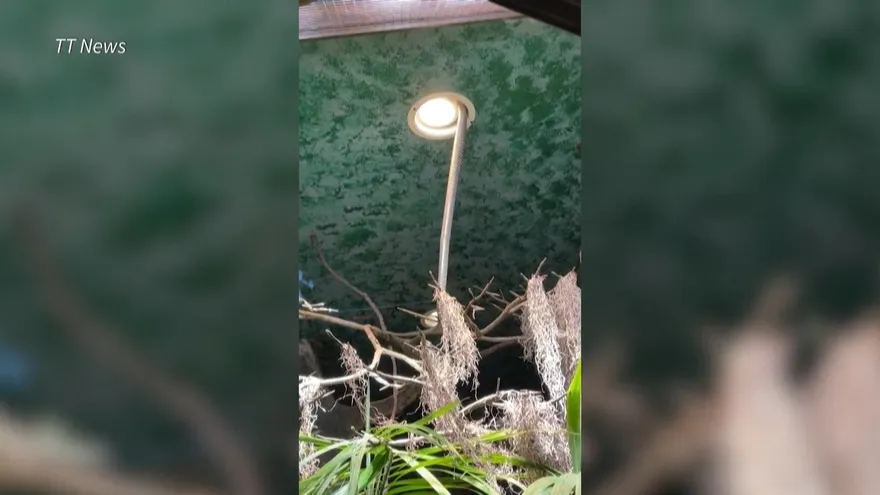 Cobra real se escapa de zoológico sueco y se gana el apodo de "Houdini"