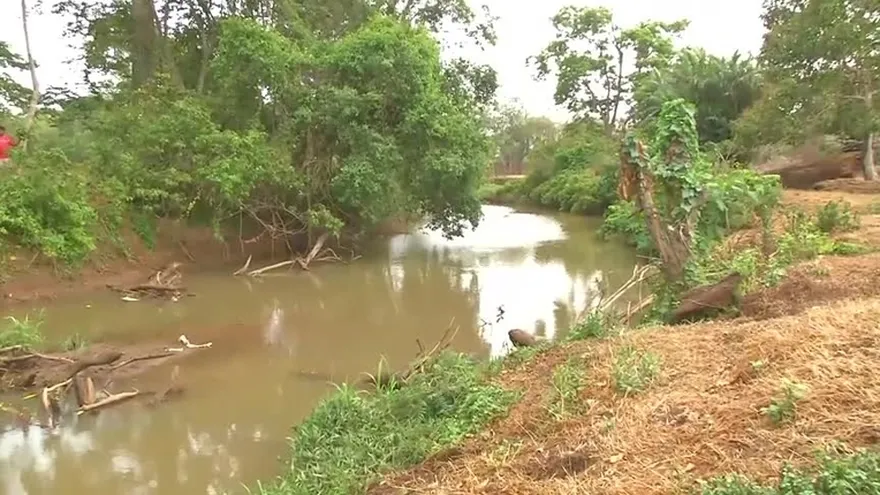 Mortandad de peces en Capira