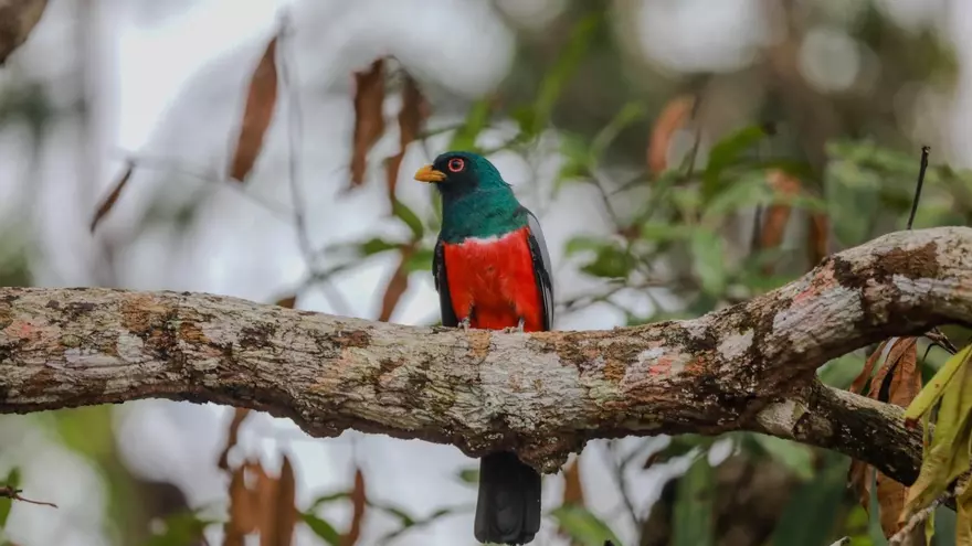 Global Big Day (GBD), la jornada internacional de observación de aves