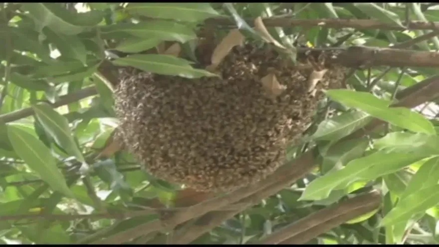Abejas africanas: Una amenaza constante