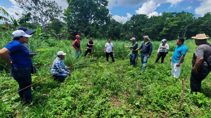 Panama ministry boosts robusta coffee production in Colón and Panamá Norte