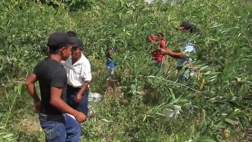 El guandú está a 10 dólares la libra