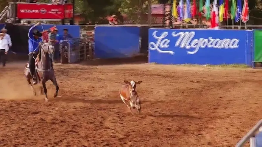 Bocas del Toro venció a Veraguas en edición 10 del campeonato de lazo infanto-juvenil