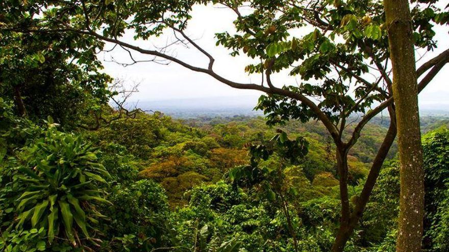 Cobertura de bosques y rastrojos en la comarca Emberá Wounaan se mantiene en 98%. Foto/Archivo