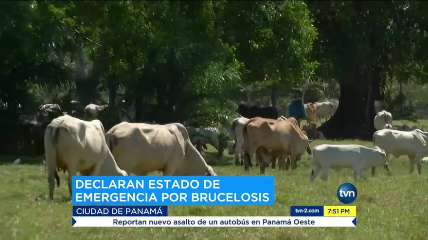 Emiten alerta por brucelosis en frontera con Costa Rica