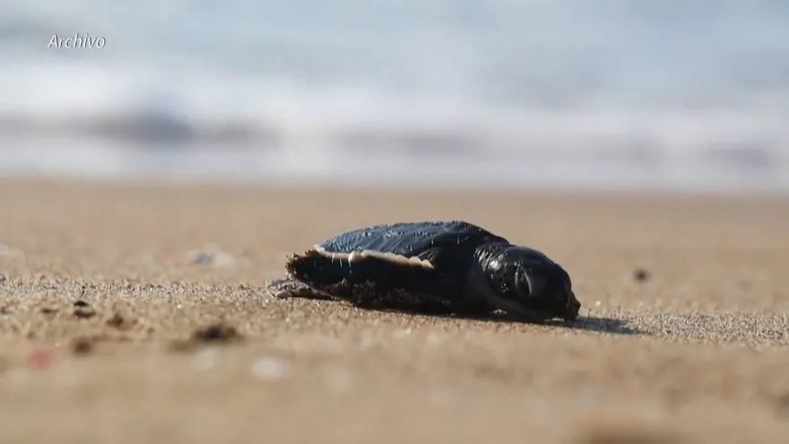 Cerca del 70% de la fauna salvaje desapareció desde 1970