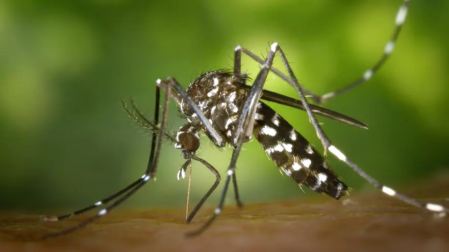 Intensifican los operativos por muertes e incremento de casos por dengue  a nivel nacional.
