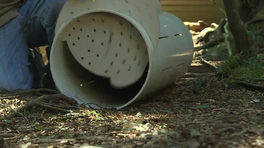 Los demonios de Tasmania se adaptan rápido para salvarse