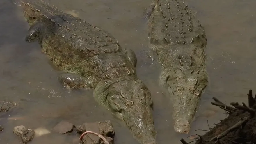 Panama Authorities Study Crocodile Sightings Near Communities