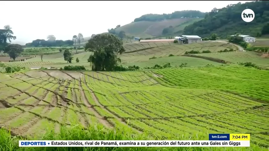 Colocan cal en sembradíos de cebolla para salvar la producción