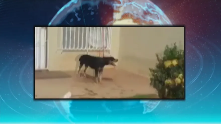 Rocco se encontraba amarrado bajo el candente sol y sin agua