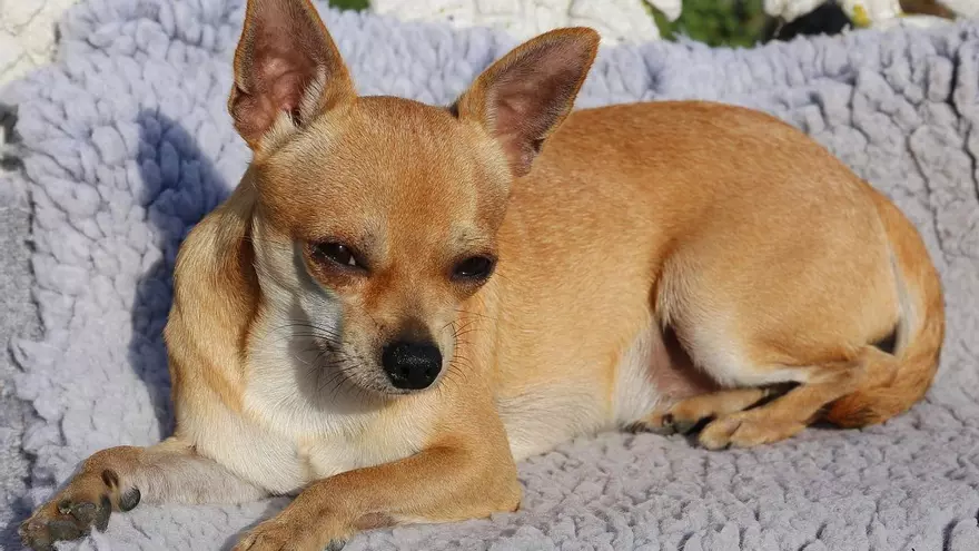 Un perro chihuahua. Imagen  ilustrativa