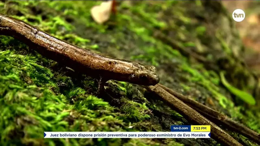 Mundo Verde: Ruta de las salamandras