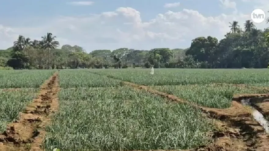 Imágenes de plantaciones en Coclé.