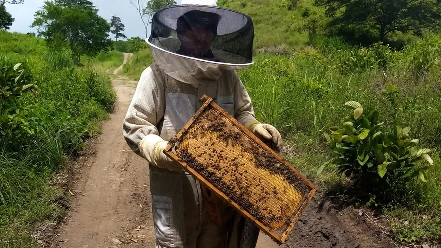 Producción de miel en Darién aumenta