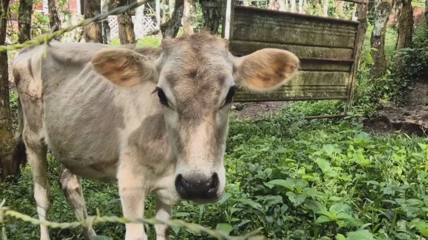 Ganado de una finca en Chiriquí