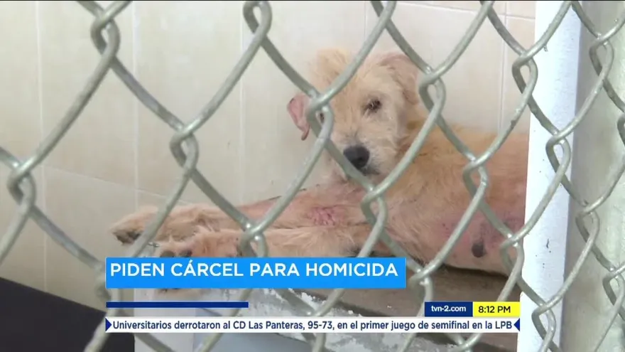 Piden cárcel para homicida de un perro en Chiriquí