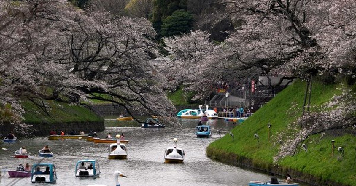 La temporada de cerezos en flor alcanza su punto máximo en Japón