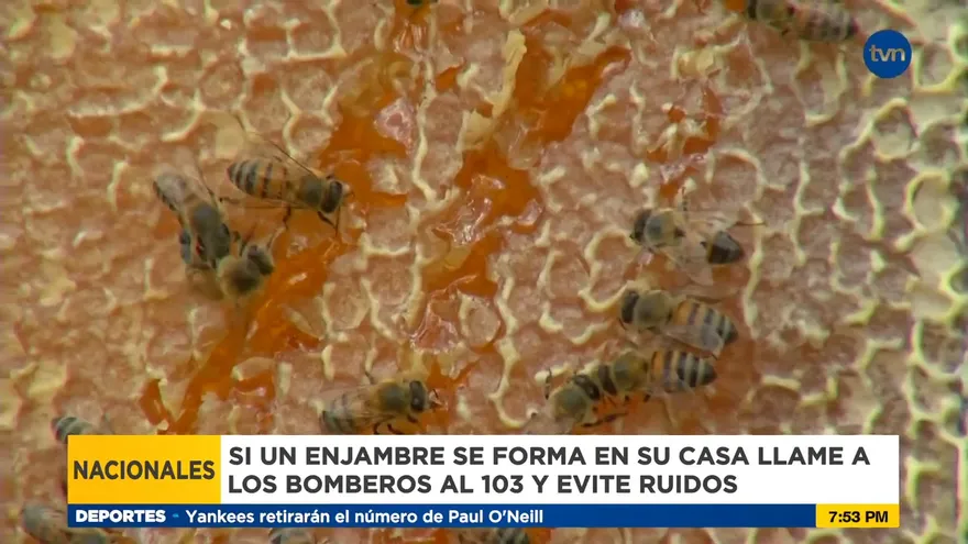Abejas africanizadas, un ataque mortal