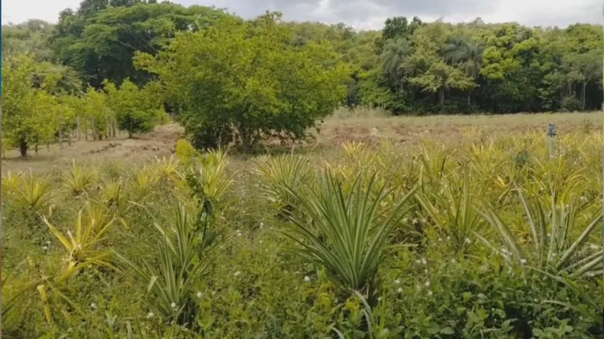 Un centro educativo ubicado en el distrito de Calobre, provincia de Veraguas, desarrolla un proyecto de granja porcina enfocado en reducir el impacto ambiental mediante el tratamiento y reutilización de residuos orgánicos.