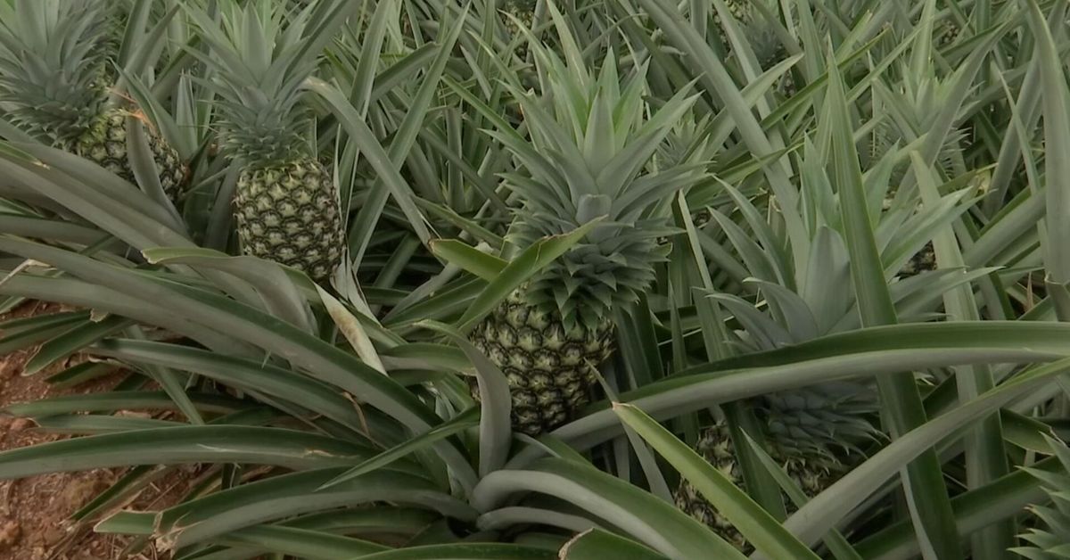 Vídeo | Mundo Verde: La piña bajo presión climática - Videos | Tvn Panamá