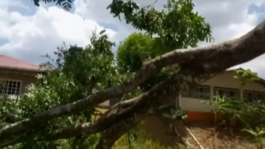 Caída de rama árbol deja sin energía a barriada en Arraiján