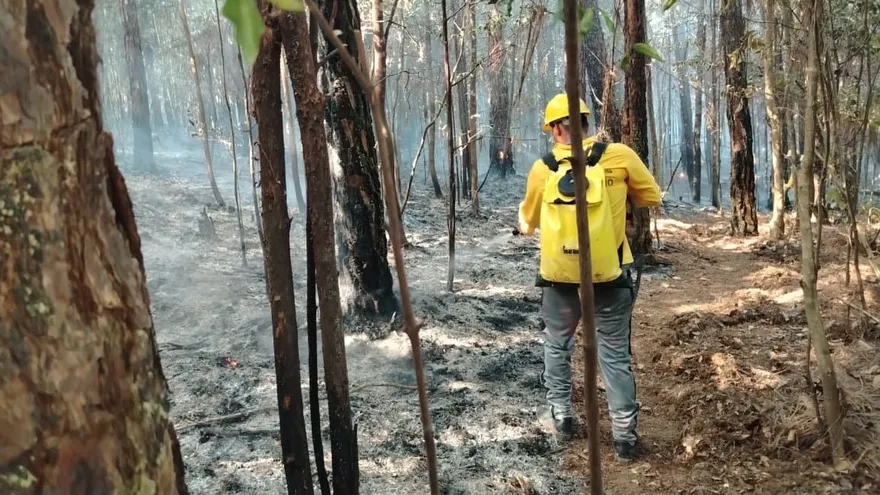 Incendio en Reserva Forestal La Yeguada.