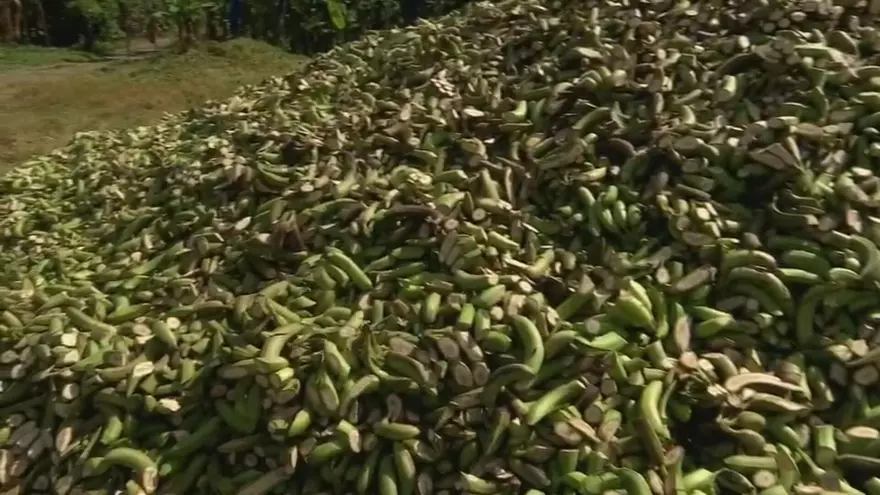 Miles de bananos perdidos