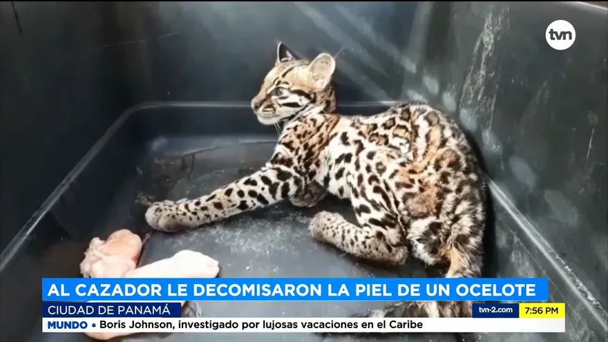 Capturan a hombre con carne de animales silvestres