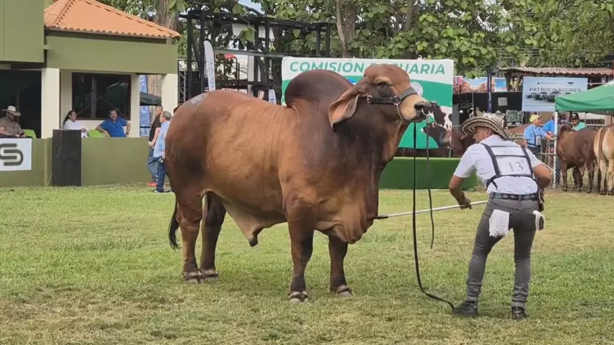 Juzgamiento de ganado