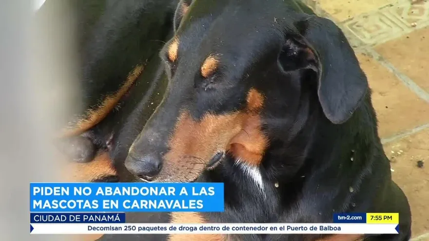 Dan recomendaciones para cuidar las mascotas durante fiestas del Carnaval