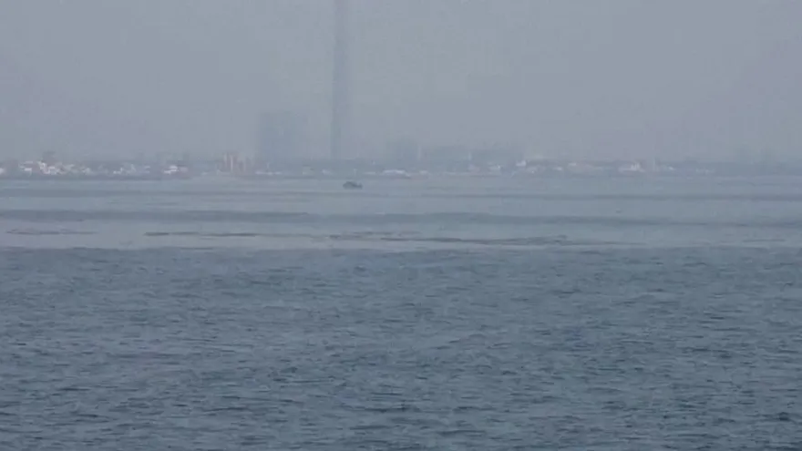 Derrame petrolero amenaza tortugas golfinas en India.