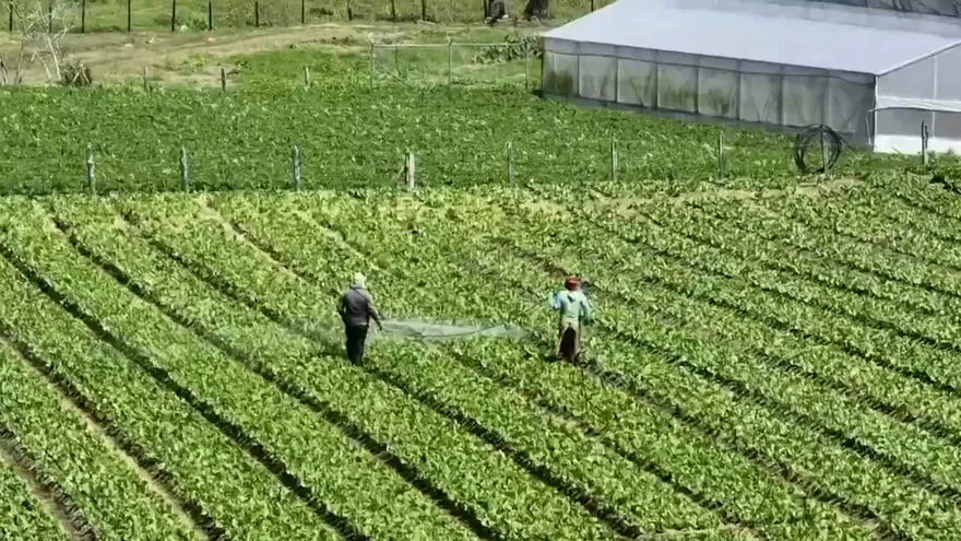 Advierten sobre aumento de precios