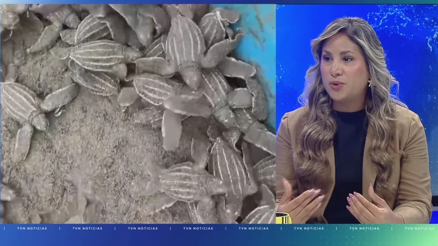 Alarming Rise in Dog Attacks on Nesting Sea Turtles Reported in Panama